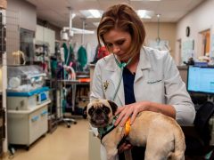 For Doctors Who Care For Pets, It’s Also a Trying Time…