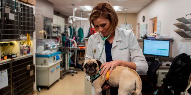 For Doctors Who Care For Pets, It’s Also a Trying Time…