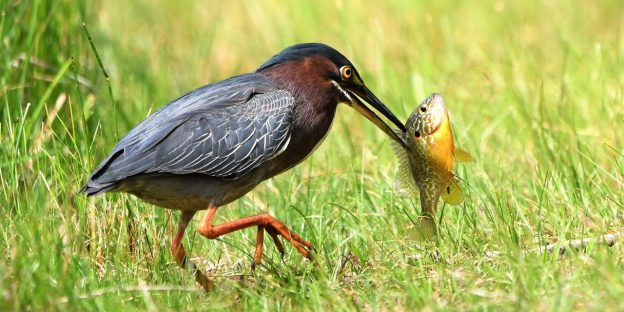 For Solace, Look to the Birds…