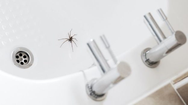 The Real Reason Your House Has Spiders (and How To Get Rid of Them)