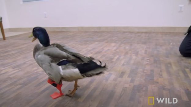 This duck got a 3D printed prosthetic leg