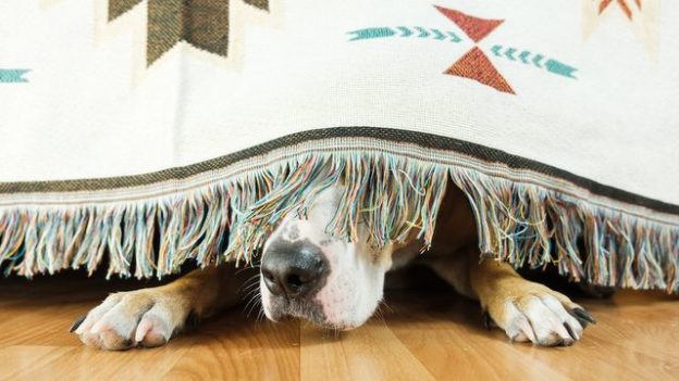 How To Protect Your Pets at Home When Fireworks Are Going Off