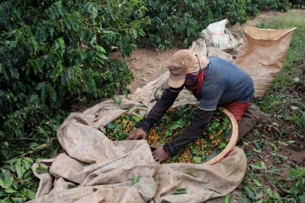 Coffee Roasters Urged to Help Growers Make Living Incomes: Study