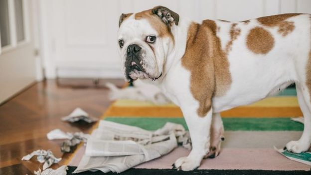 5 Dog Features To Have at Home Before You Head Back to the Office