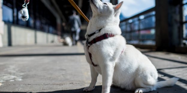 Crypto bulls ride the Shiba Inu rally to new highs as Bitcoin rebounds, stocks stall