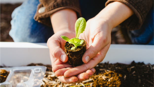 8 garden box subscriptions and seed delivery services for 2022