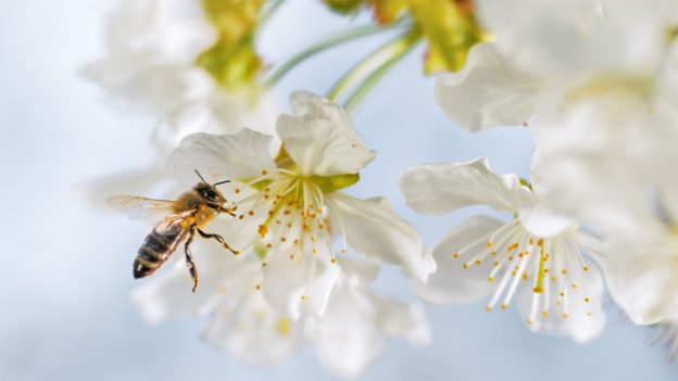 How To Create a Bee Sanctuary in Your Garden This Summer