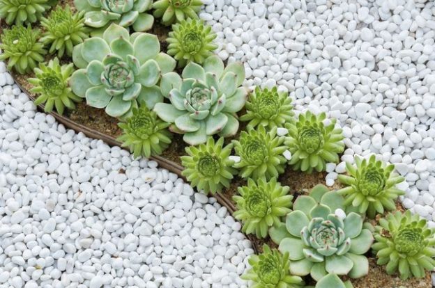 Ditch the Lawn, Go Native: 9 Tips for Xeriscaping