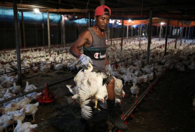 Singapore’s de-facto national dish in the crossfire as Malaysia bans chicken exports