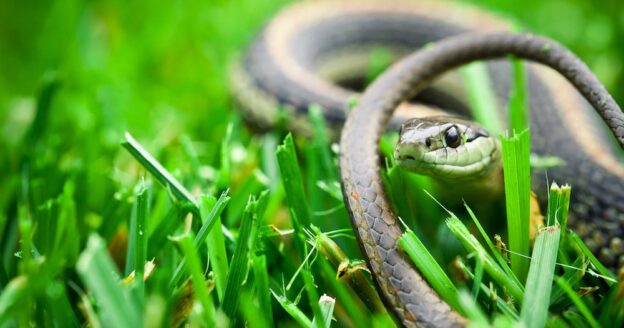 7 ‘Pests’ That Are Actually Good for Your Yard and Garden