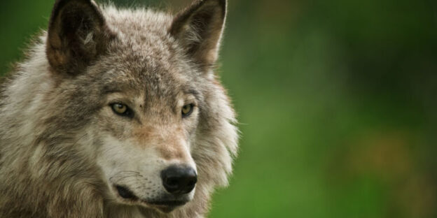 Wolves survived the ice age as a single, global population
