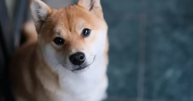 Shiba Inu Faces a Storm as Gas Fees Soar on Shibarium