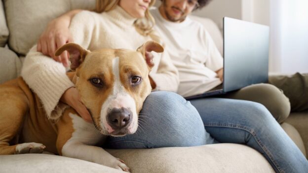 How To Navigate Apartment Pet Policy Breed Restrictions