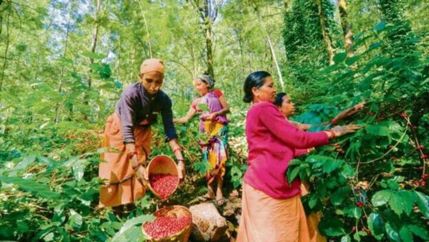 PM Modi mentions ‘Araku Coffee’ in Mann Ki Baat: ‘Known for rich aroma’. All you need to know about Andhra’s brew