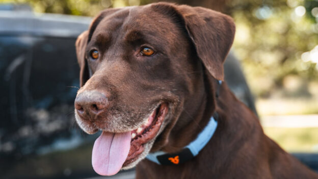 I’ve seen the new AI collar that lets your dog talk, and it’s as wild as it sounds