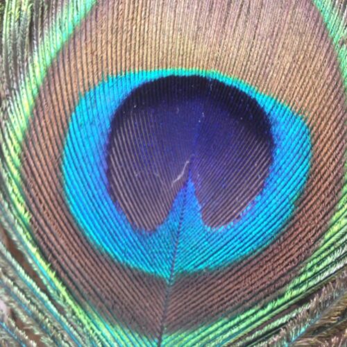 Peacock feathers can emit laser beams