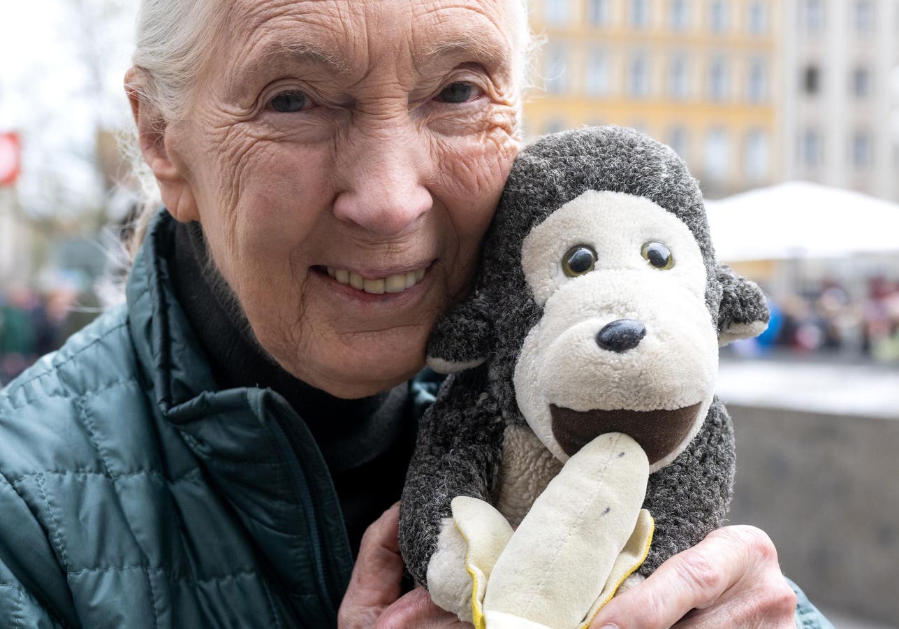 Jane Goodall Dies At 91, The Zoologist’s Institute Says