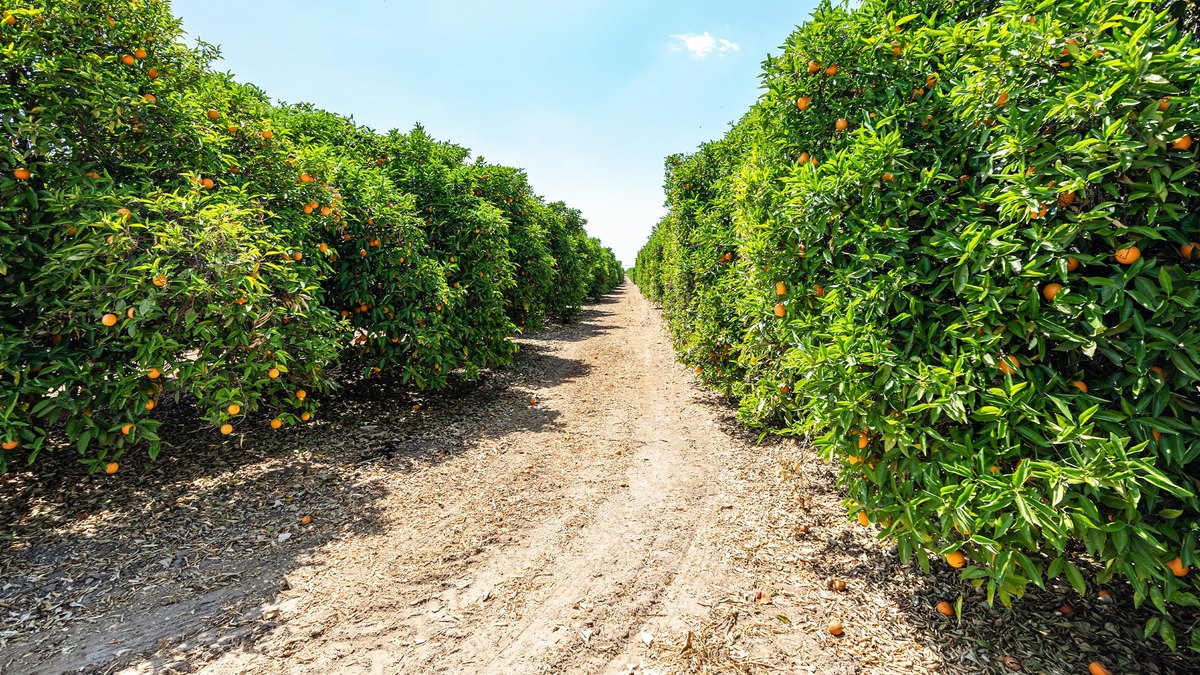 A Citrus Grove Standoff: Why FL Homeowners Are Fuming Over a Golf Course